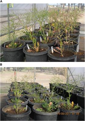 Effect of Soil Moisture Regimes on Growth and Seed Production of Two Australian Biotypes of Sisymbrium thellungii O. E. Schulz